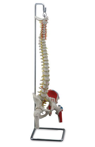 Flexible Vertebral Column with Femur Heads, Muscle Insertions, Removable Sacral Crest