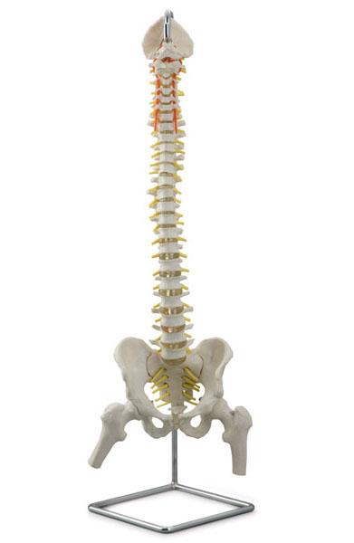 Flexible Vertebral Column with Open Sacrus and Femure Head