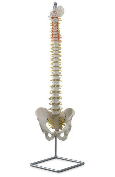 Flexible Vertebral Column with Removable Sacral Crest