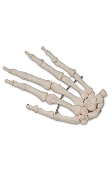 Hand Bones