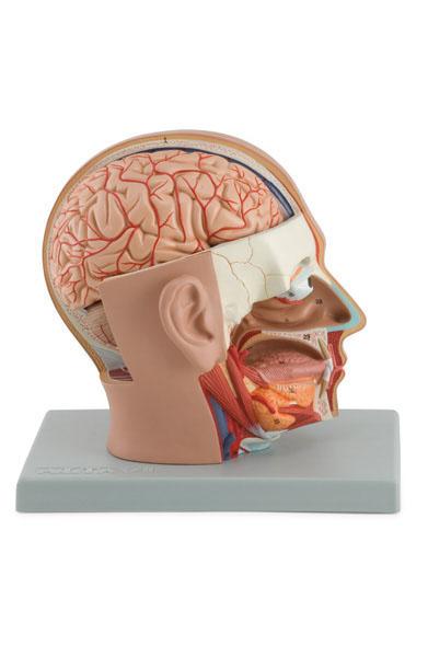 Head Dissection – 4 Parts