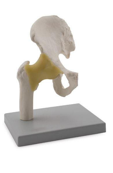 Hip Joint