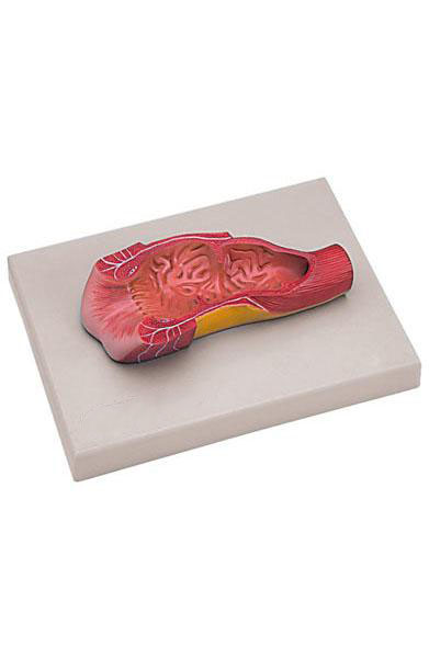 Human Anus Model