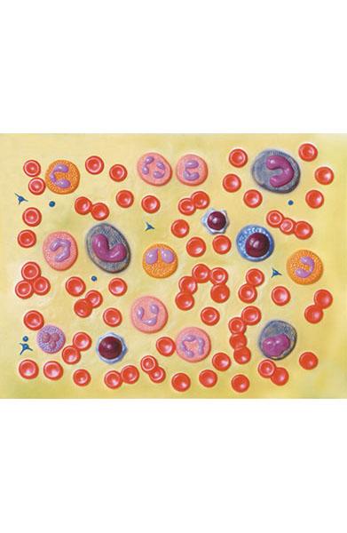 Human Blood Cells