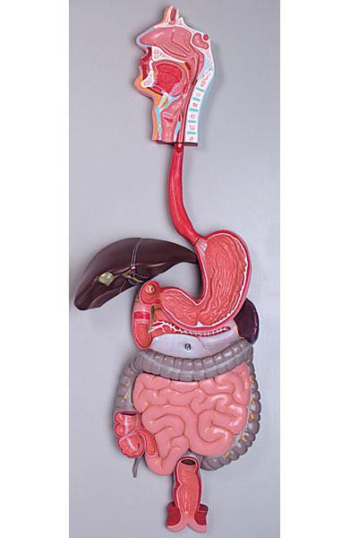 Human Digestive System – 3 Parts