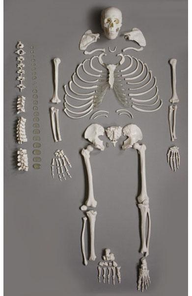 Human Disarticulated Skeleton, full