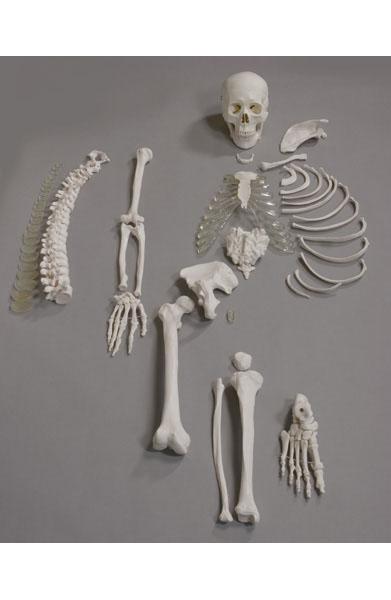 Human Disarticulated Skeleton, half