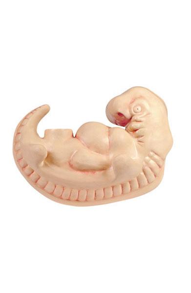 Human Embryo, 4-Week Old