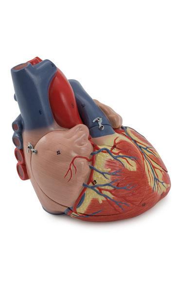 Human Heart – 4 Parts, 2X life-size