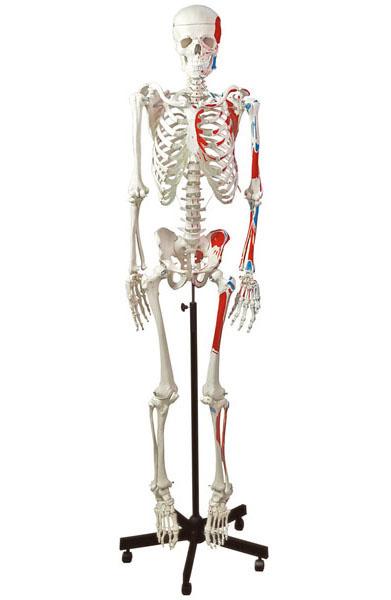 Human Muscular Skeleton