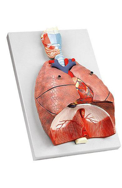 Human Respiratory System