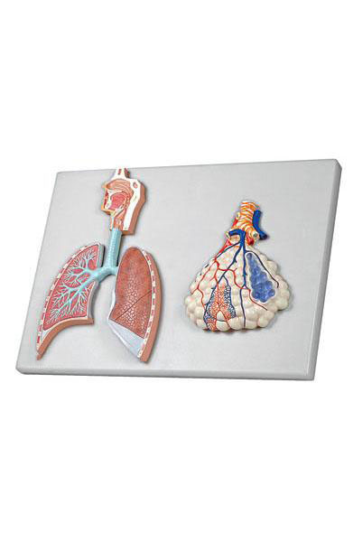 Human Respiratory System with Magnified Alveolus