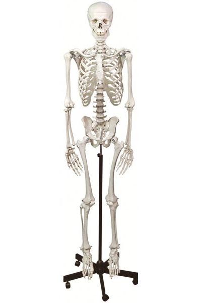 Human Skeleton