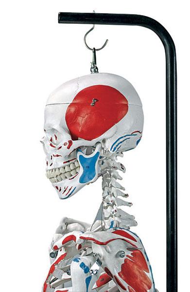 Human Skeleton (hanging)